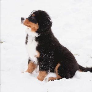 Meet your Posher, Ming